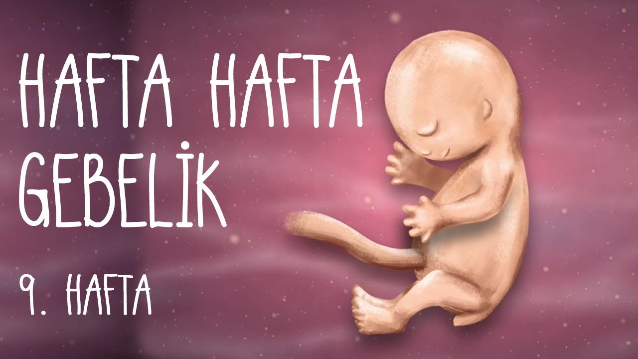Hafta Hafta Gebelik 9. hafta
