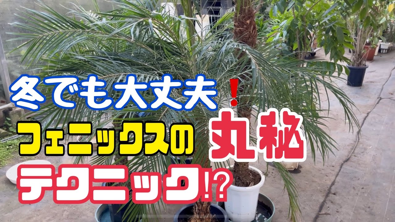 冬でもOK！フェニックスを育てる丸秘テクニック