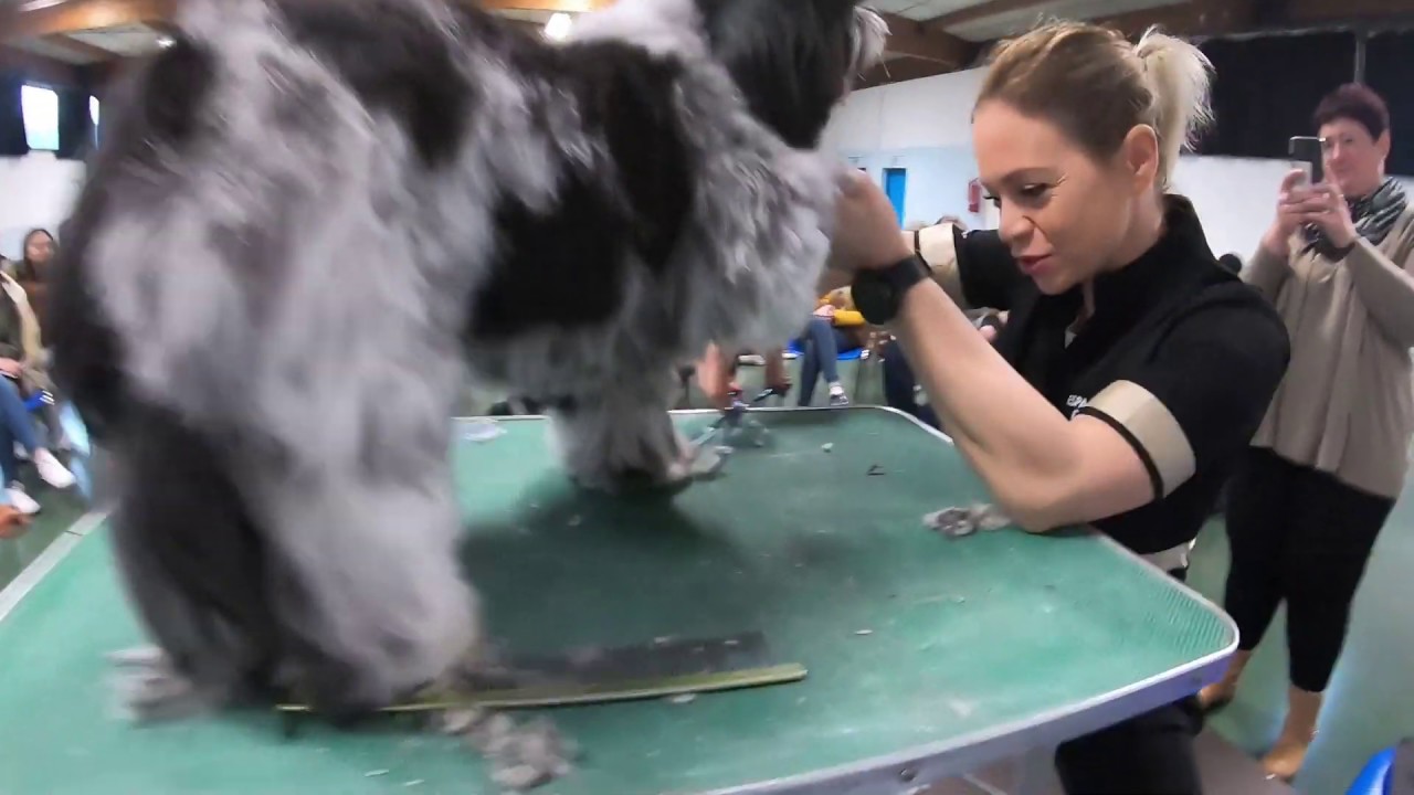 Coupe ciseaux baby sur shih tzu aux ciseaux d'or 2020