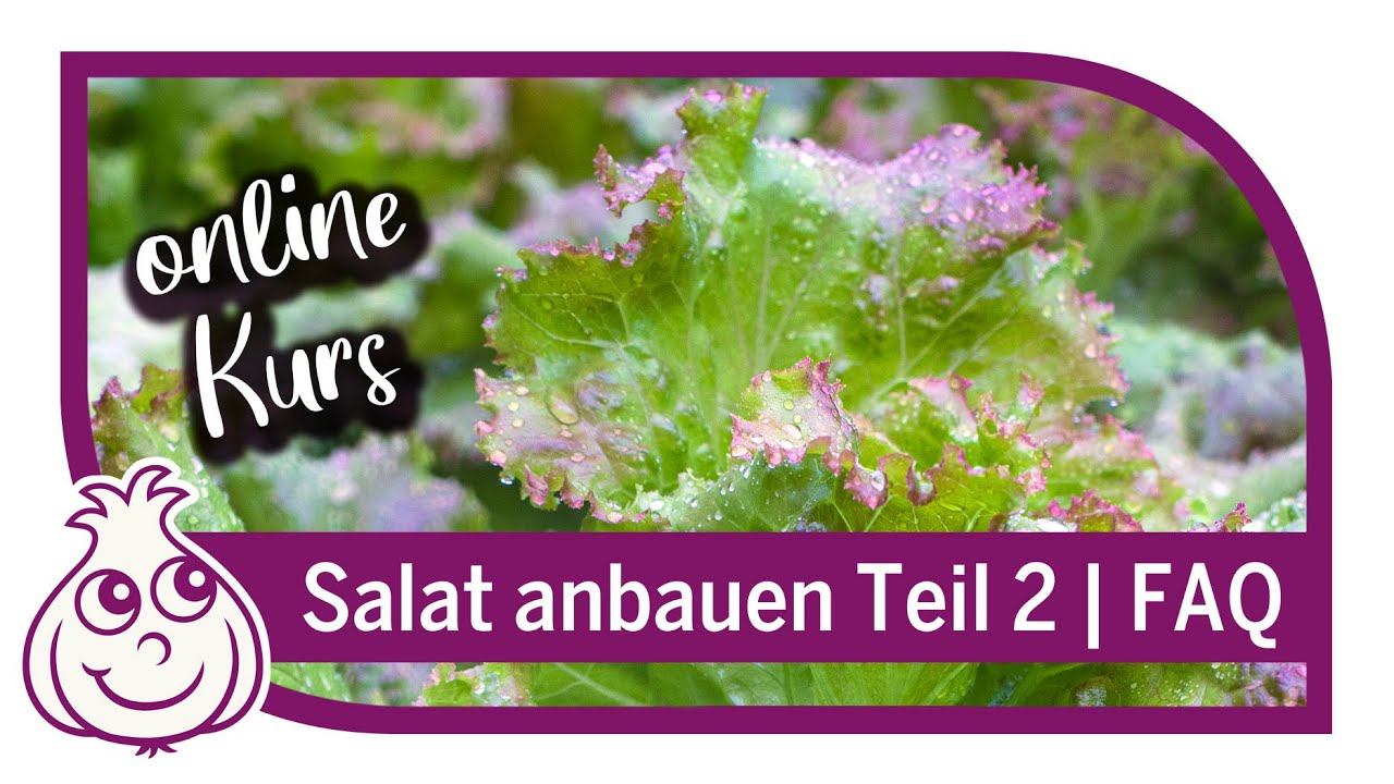 Salate erfolgreich anbauen - Gemüseanbau Online Kurs Teil 2