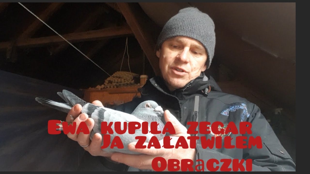 Ewa kupiła zegar ja załatwiłem obrączki.Prezentacja kilku Naszych gołębi.#pigeon #birds #tauben