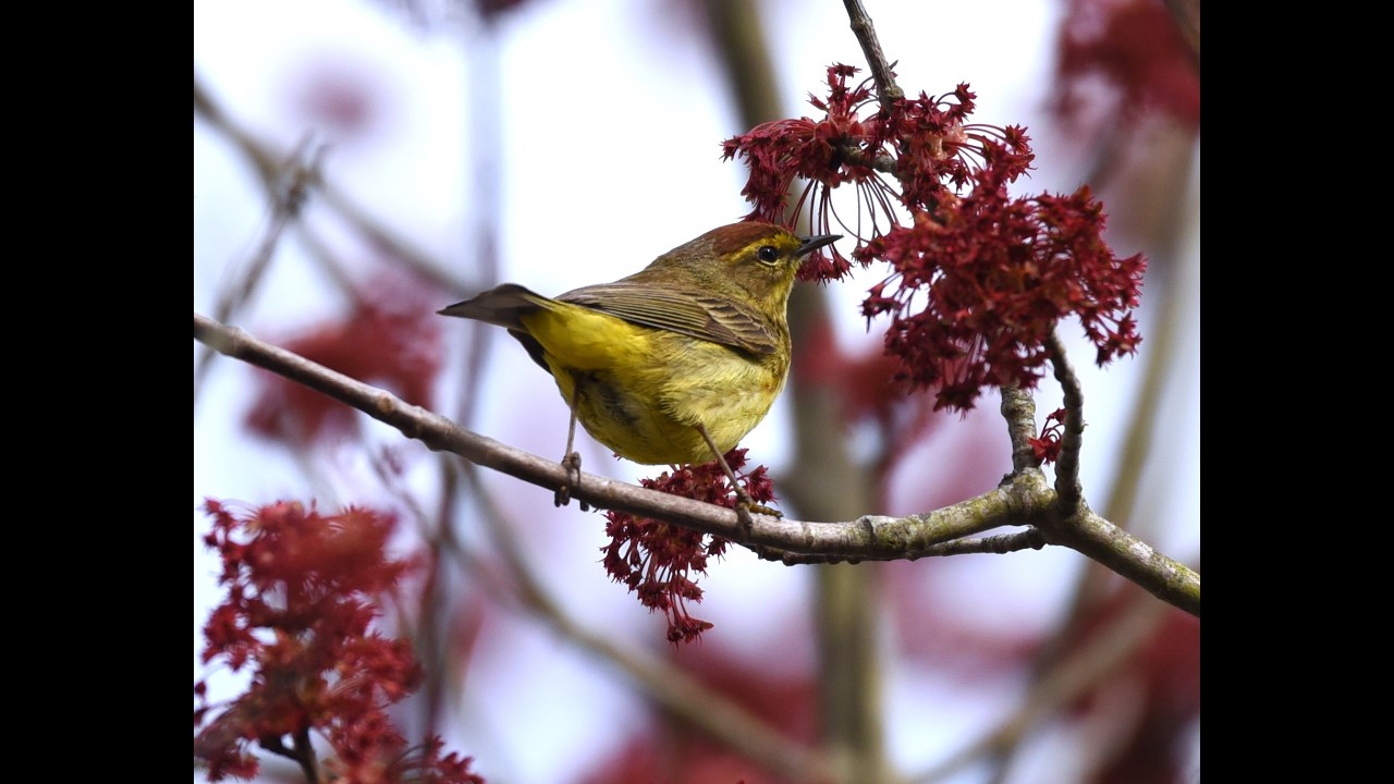 How Internal Clocks Control Daily and Seasonal Behaviors in Birds