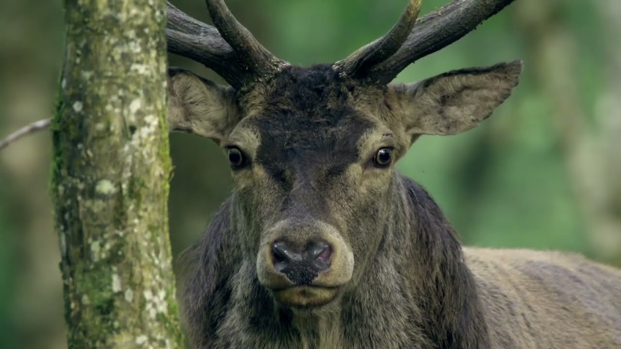 Sa majest&eacute; le cerf - FINN 2022