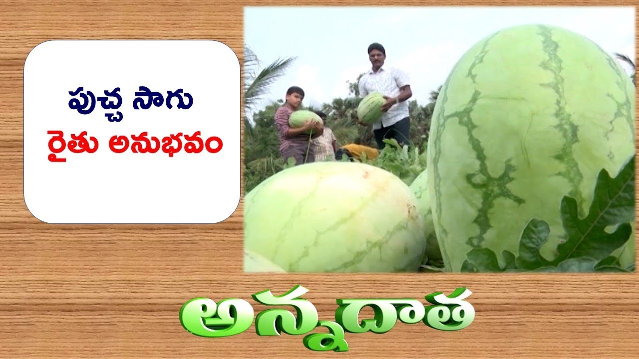 Good Yields From Watermelon | by West Godavari Farmer  || ETV Annadata