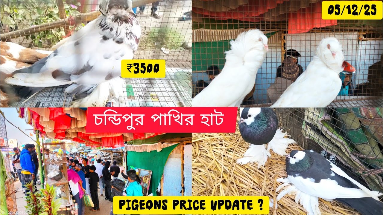Chandipur Pet's market Recent birds and pigeons price update😱 আজকে অসাধারণ কালেকশান@Smanimalscare99 