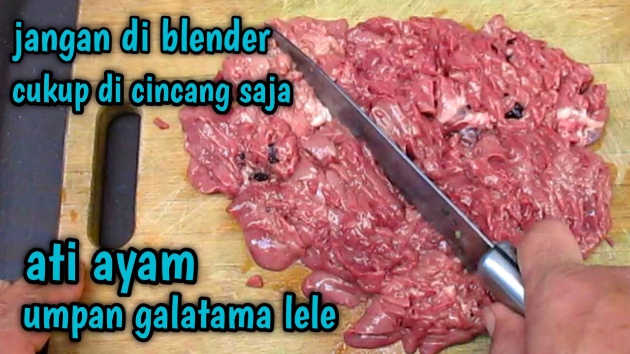 umpan jitu galatama lele ati ayam ‼️ umpan lele babon / indukan