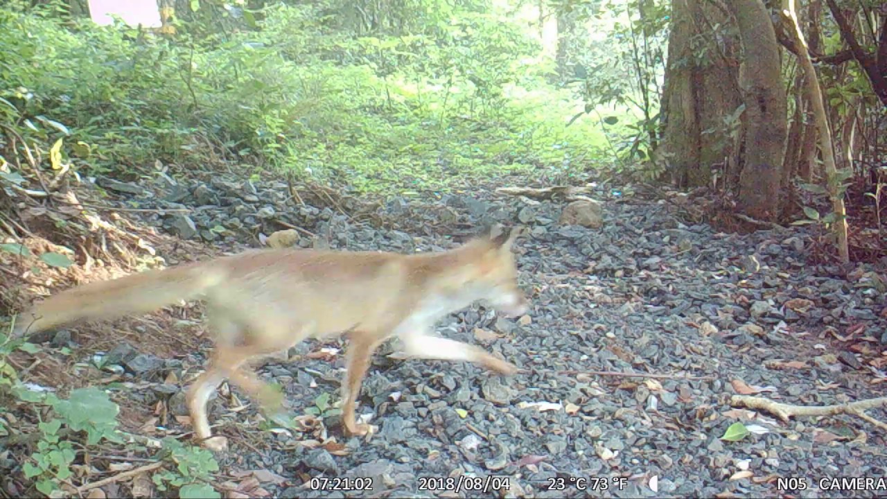 キツネとテンのマーキング合戦