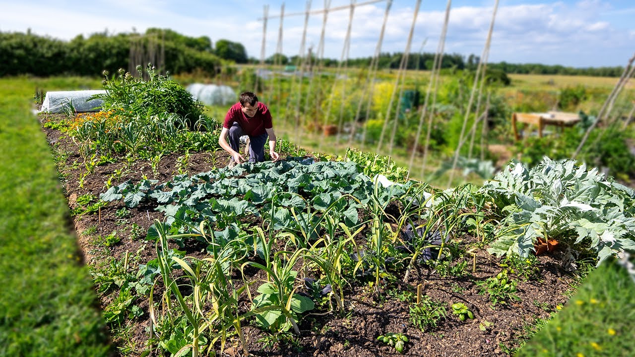 1st harvests of the year - Spring on the allotment patch and cooking with fresh vegetables Ep 3