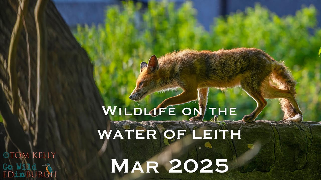 Water of Leith Wildlife - March 2025