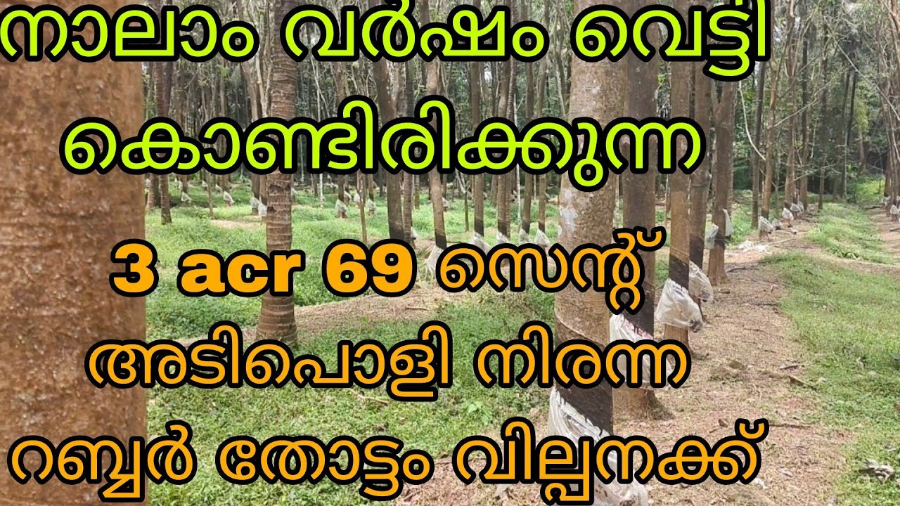 നാലാം വർഷം വെട്ടിക്കൊണ്ടിരിക്കുന്ന 3 acr 69 സെന്റ് അടിപൊളി നിരന്നറബ്ബർതോട്ടം ചെറിയ വിലക്ക് വേണോ?...