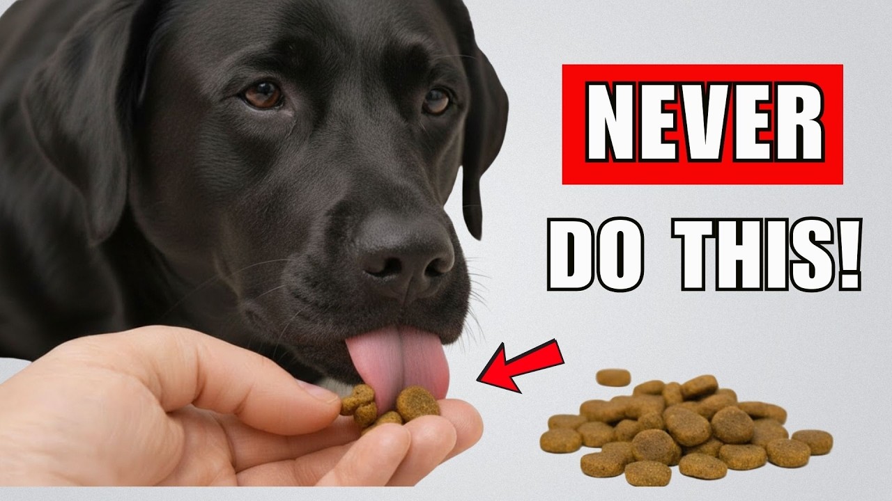 10 Human Foods Dogs Need MORE Than Dog Food (Vets Rarely Say This)