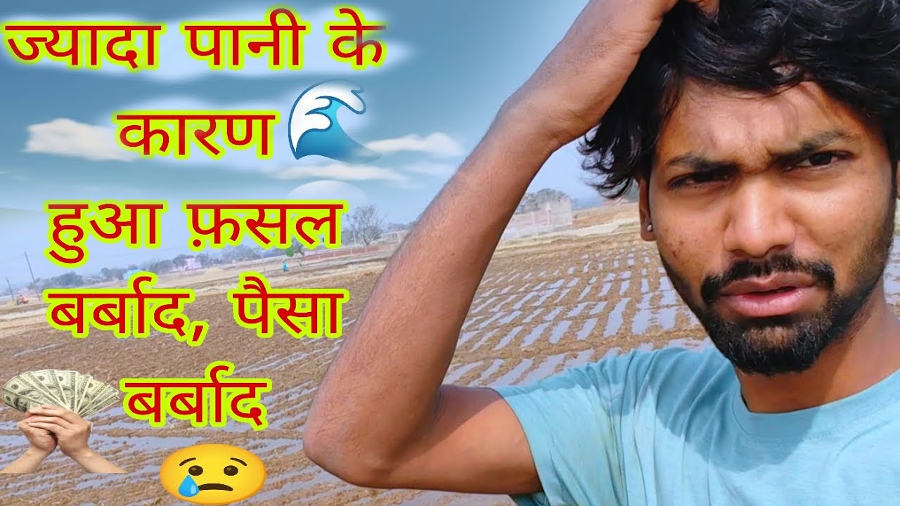 ज्यादा पानी🌊 के कारण हुआ फ़सल बर्बाद, पैसा बर्बाद 😢/please 🙏 support me Gayis 