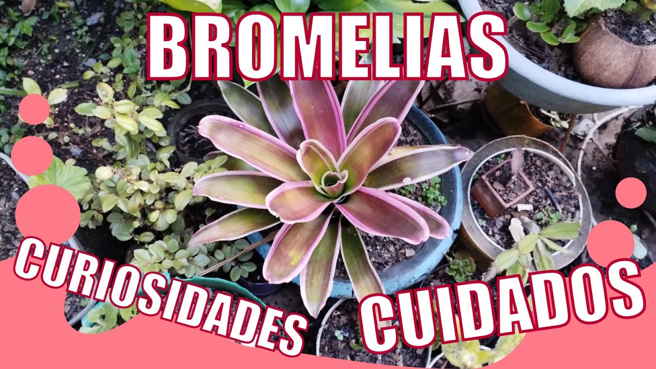 Las BROMELIAS y sus CUIDADOS y CURIOSIDADES