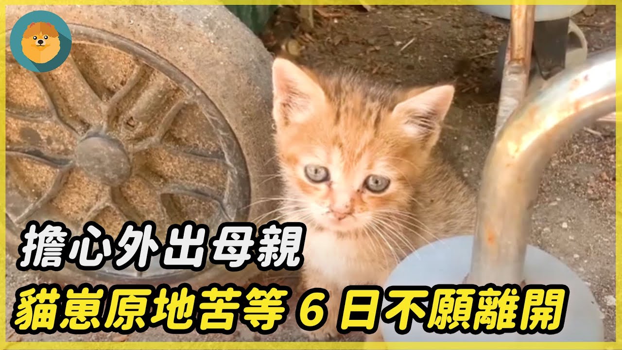 貓崽擔心外出母親，原地苦等6日不願離開！再見到母親時反應讓人鼻酸......#暖聞#狗狗#感動#淚目#感人故事#醫院#等待