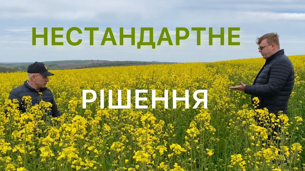 Оригінальне рішення у ланці сівозміни | Сочевиця - ріпак+суміш покривних