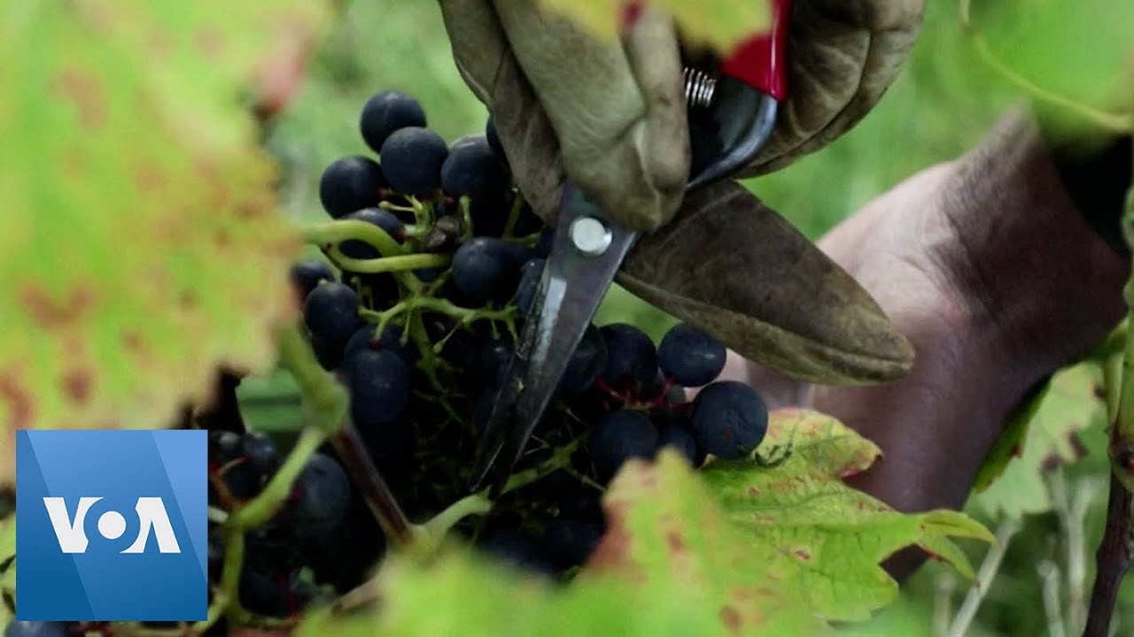 Montmartre Harvests Grapes for Own Brand of Paris Wine