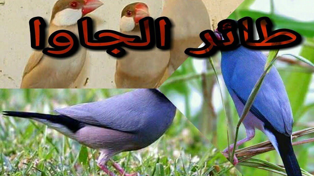 معلومات شاملة عن طائر الجاوا فنش pada de java إستفد من هاد طأئر وعرف عليه أي شيء