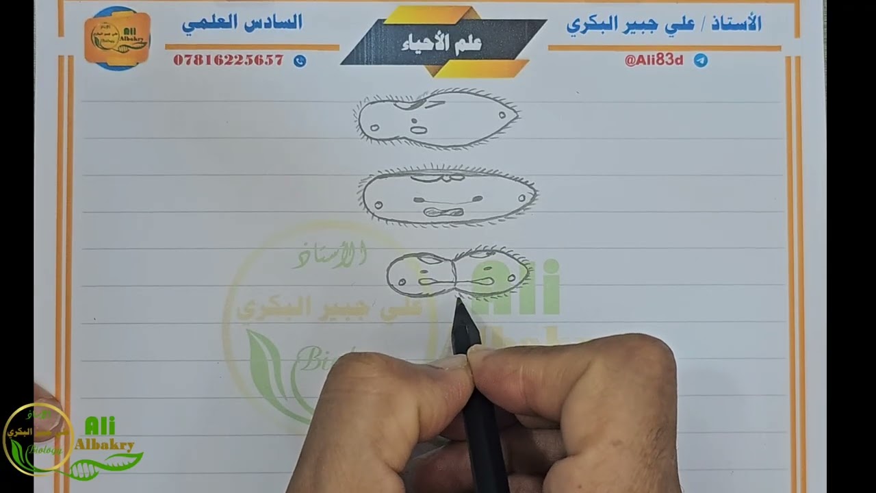 تعلم رسومات كتاب الاحياء السادس العلمي ( الفصل الثالث الانشطار الثنلئي في البراميسيوم ) 
