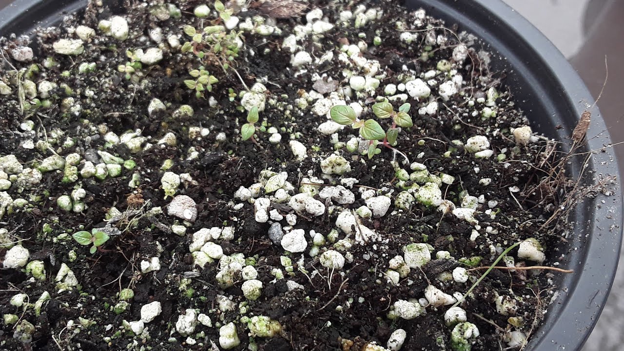 Strawberry Tree / Panama Berry / Muntingia Calabura, after 9 months seedlings still almost invisible