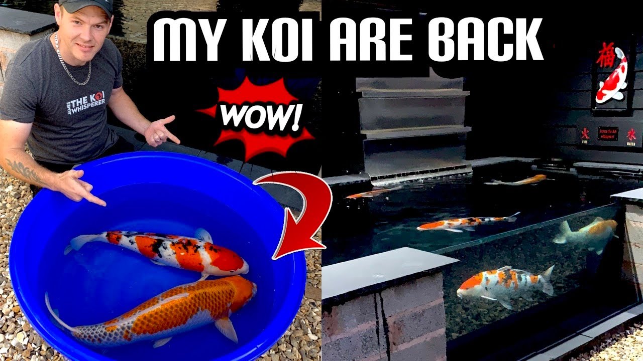 MY KOI**Return**AFTER SIX LONG MONTHS!!! THE BRAND NEW DREAM KOI POND BUILD IS READY***EPIC***