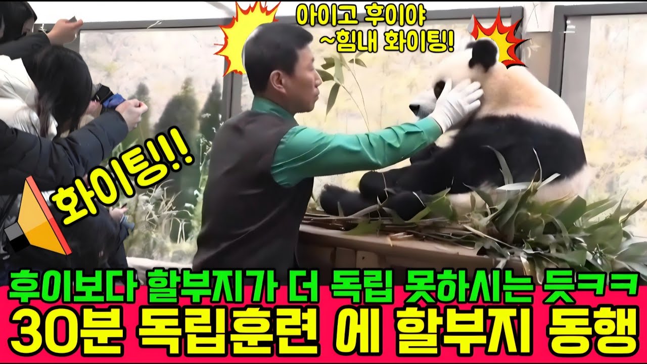 에버랜드 판다월드 💥3월 12일 맙소사 30분 독립훈련 에 할부지 께서 동행 했어요 후이보다 할부지가 더 독립 못하시는 듯
