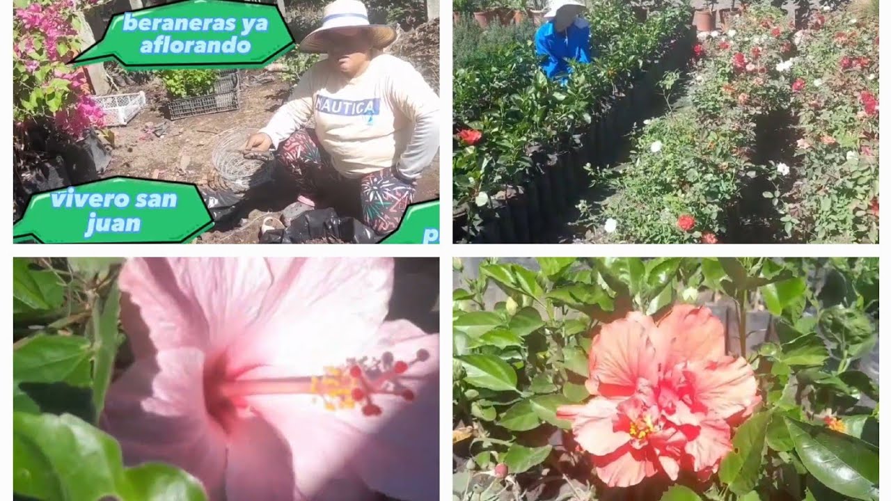 vivero san juan en opico la libertad #variedad de plantas #jardinería #viveros