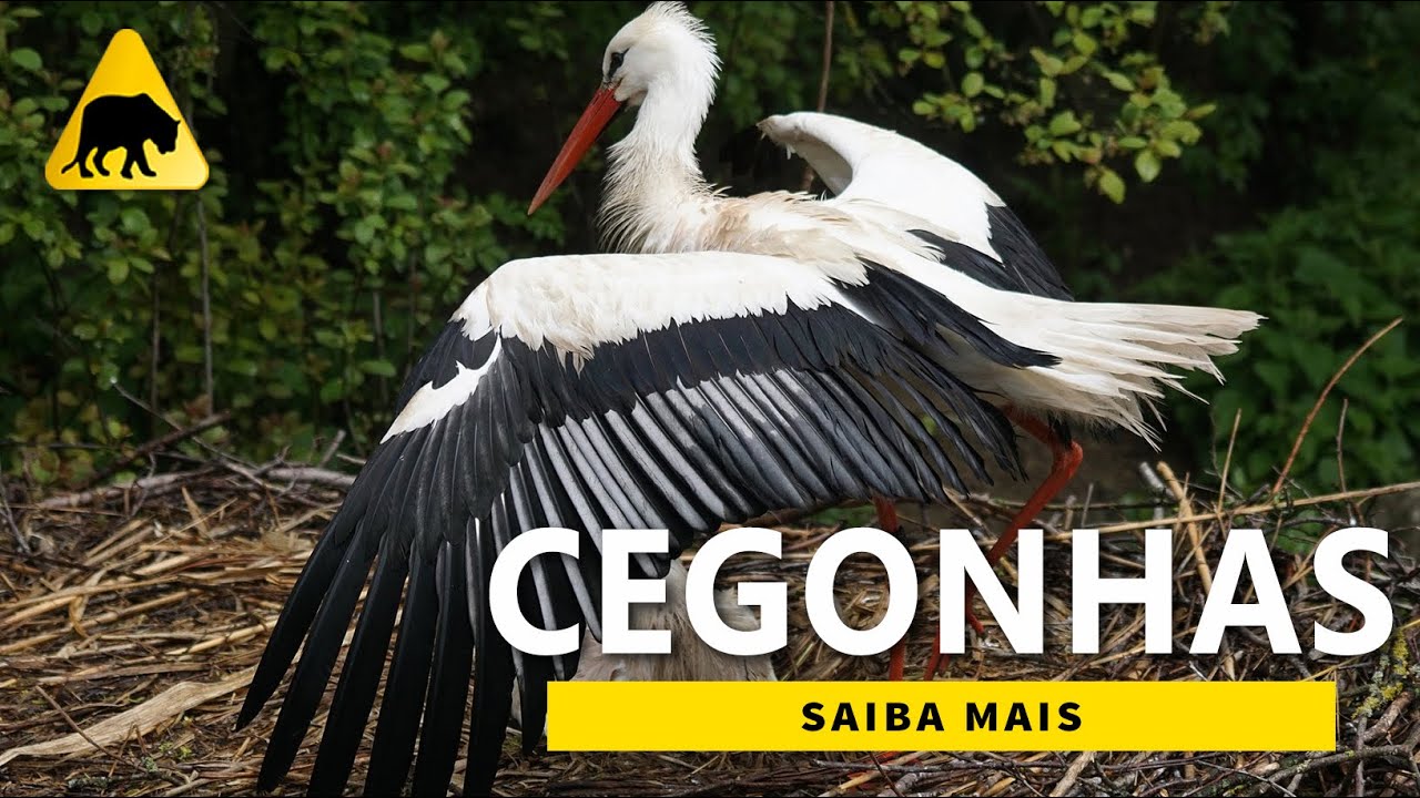 Cegonhas
