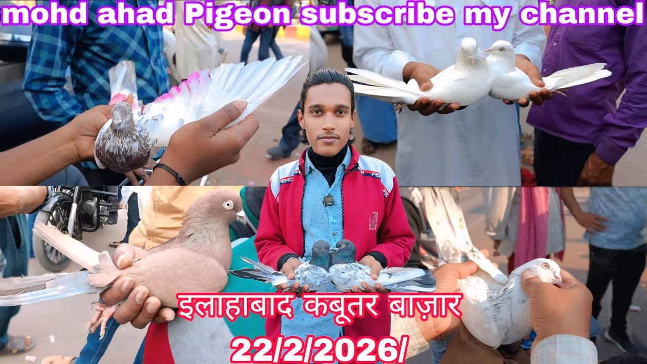 इलाहाबाद कबूतर बाज़ार allahabad kabutari bajar 22/2/2026/ #allahabad golden kabutar teddy kabutari