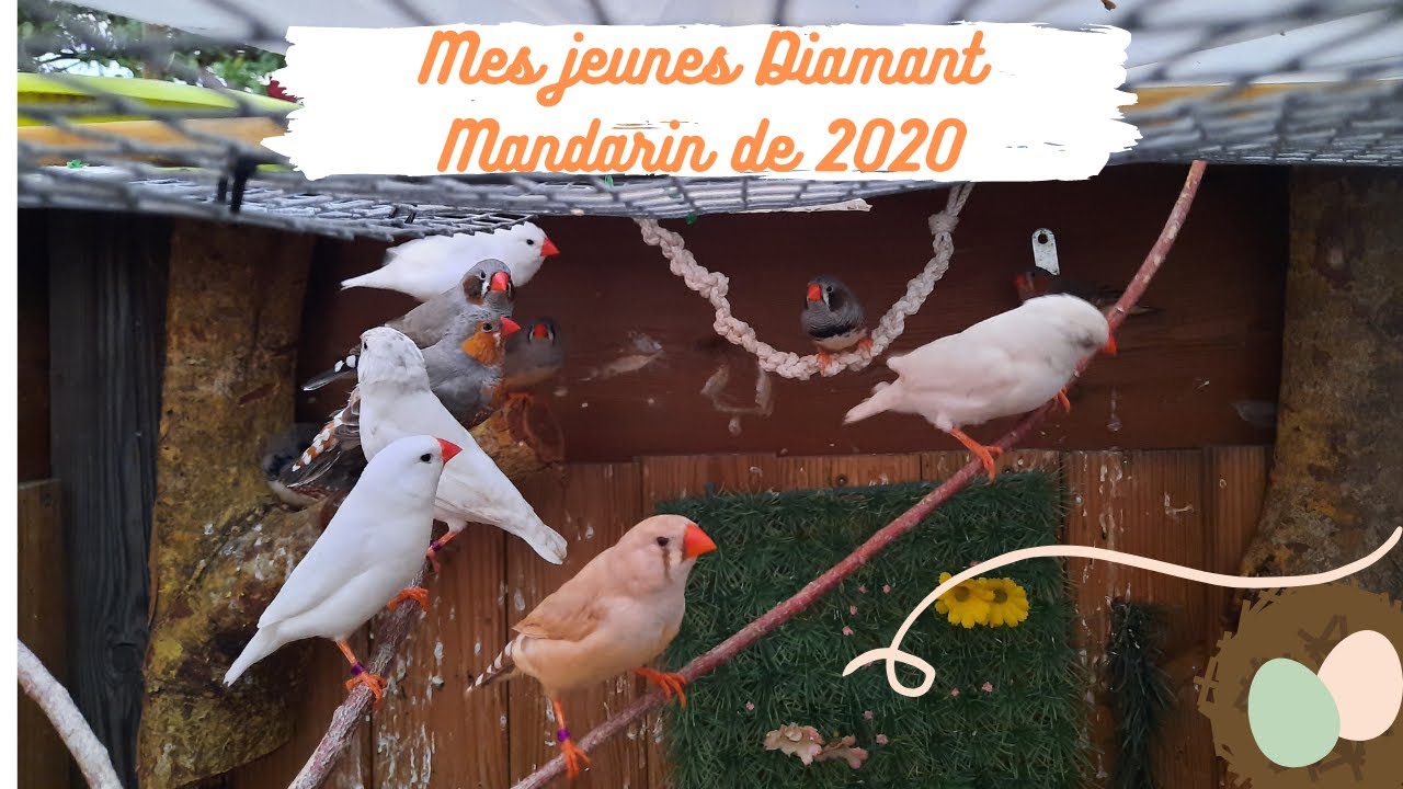 Mes jeunes Diamant Mandarin en 2020