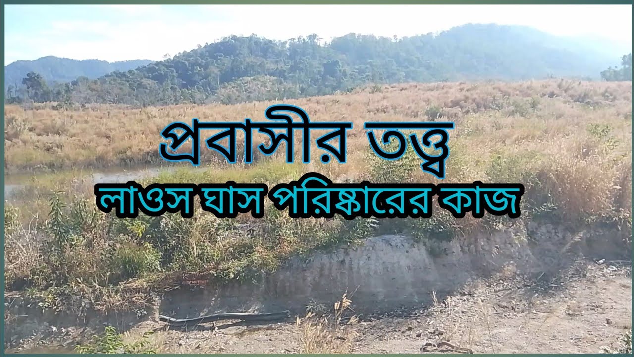  লাওস ঘাস পরিষ্কারের কাজ।