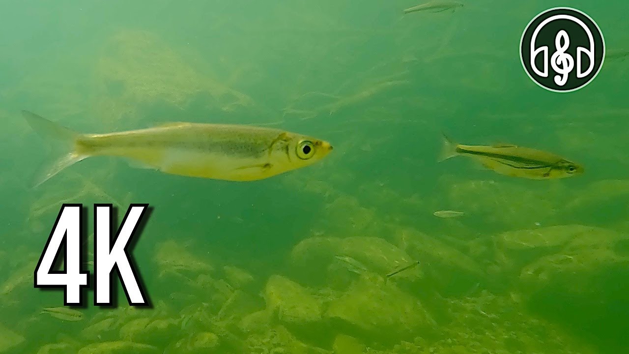 Расслабляющее подводное видео для глубокого сна и релаксации.