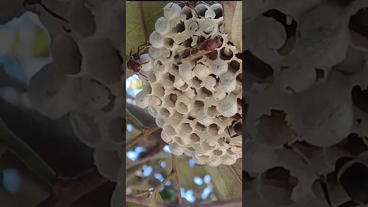 wasp builds a nest