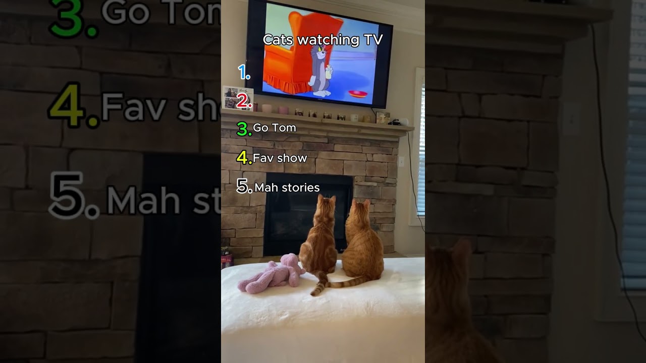 Time For My Stories! Cats Watching TV 