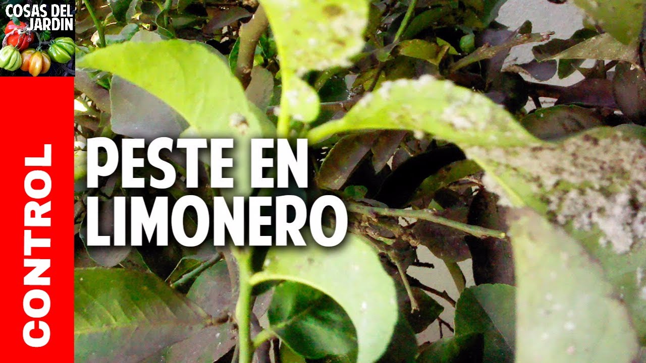 Limones apestados con mancha algodonosa y hormigas - Mosca Blanca del c&iacute;trico @cosasdeljardin