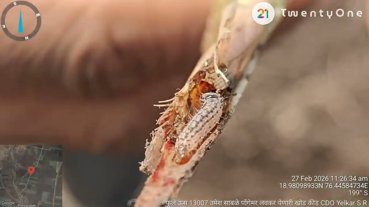 फुले ऊस 13007 मधील लवकर येणाऱ्या खोडकिडीच्या प्रादुर्भावामुळे झालेली पोंगेमर व्यवस्थापन उपायोजना