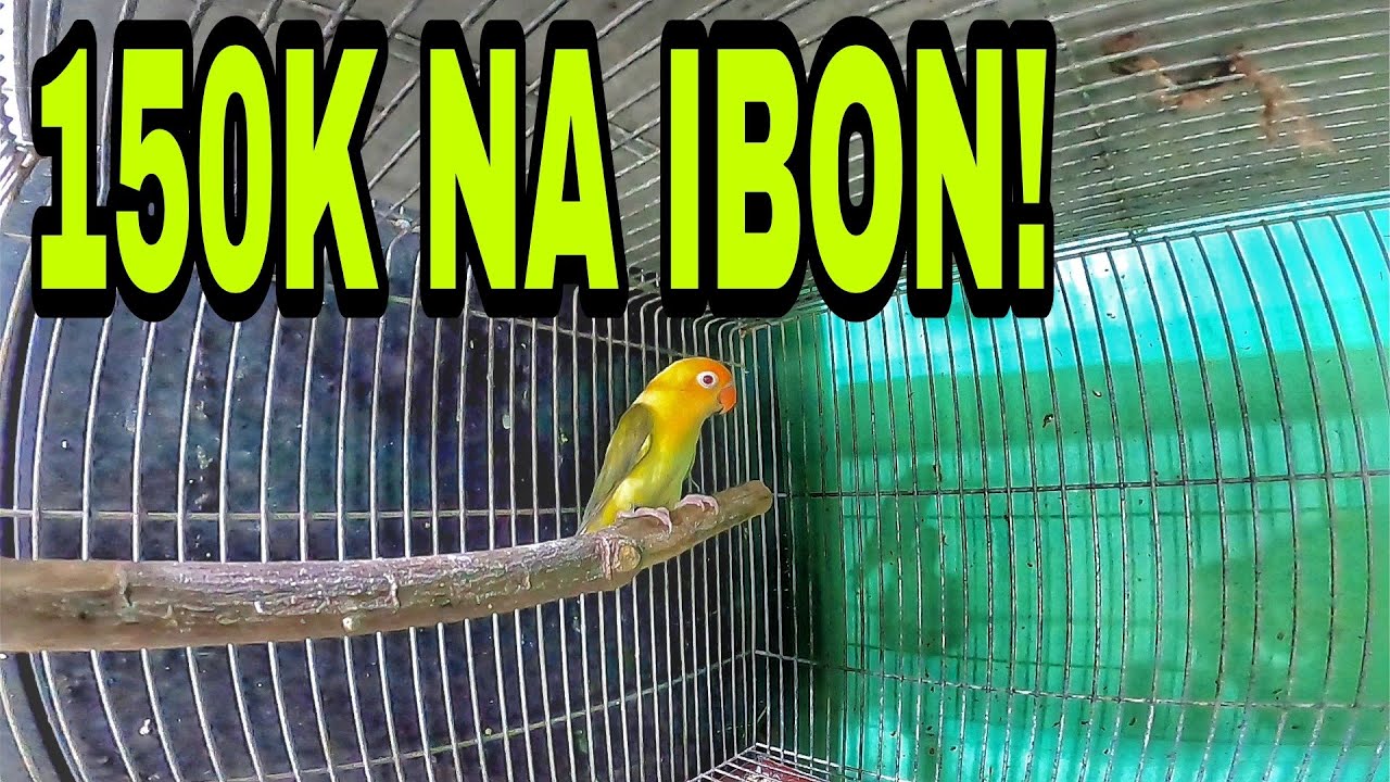 NAGULAT AKO SA PRESYO NG MGA IBON DITO!