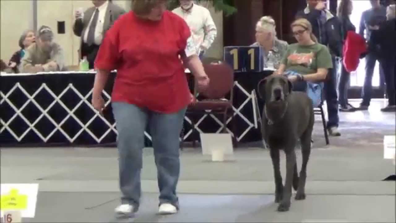 Great Danes Rally Excellent 2 - 2014 GDCA National Specialty