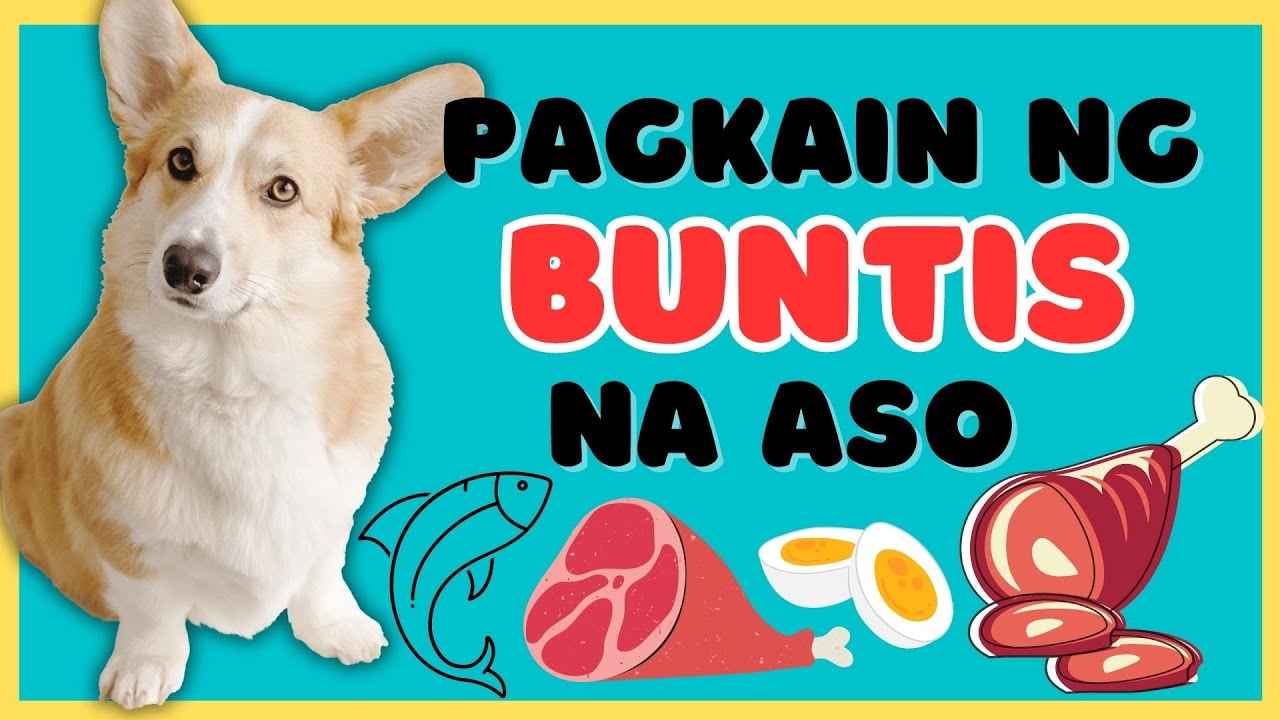 Pwedeng IPAKAIN sa Buntis na Aso