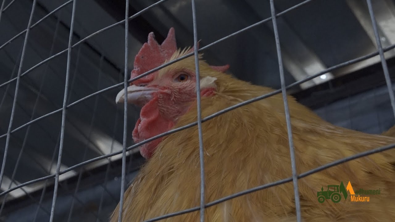 How to make a fortune from  Poultry Farming in Zimbabwe