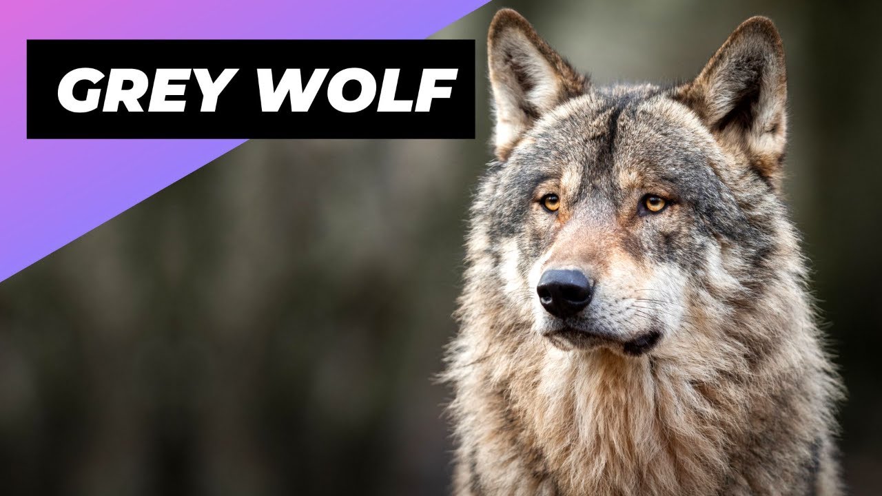 Grey Wolf 🐺 The Most Misunderstood Creature Of The Wild!