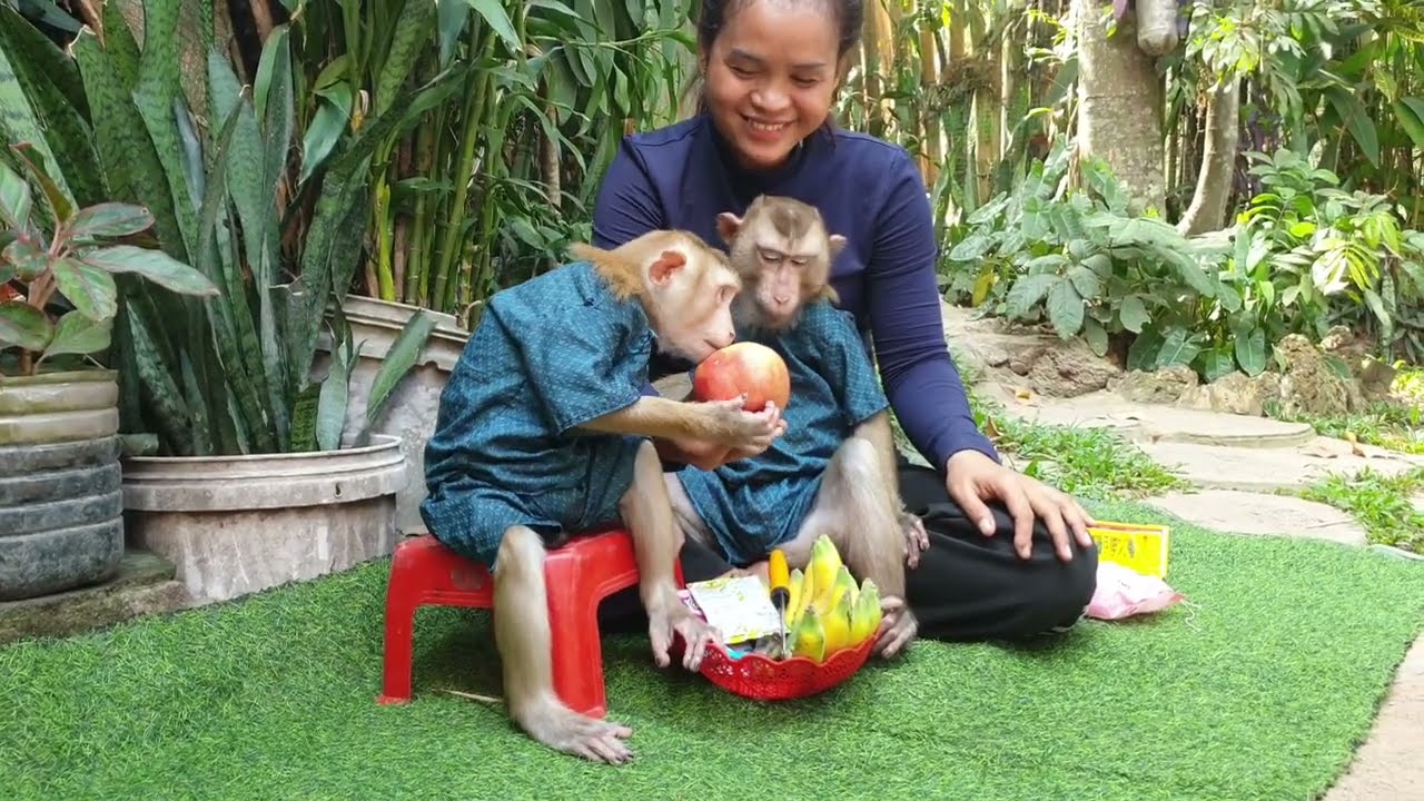 The daily life monkey Koko and Yoko, Mom feed milk & apple to adorable both
