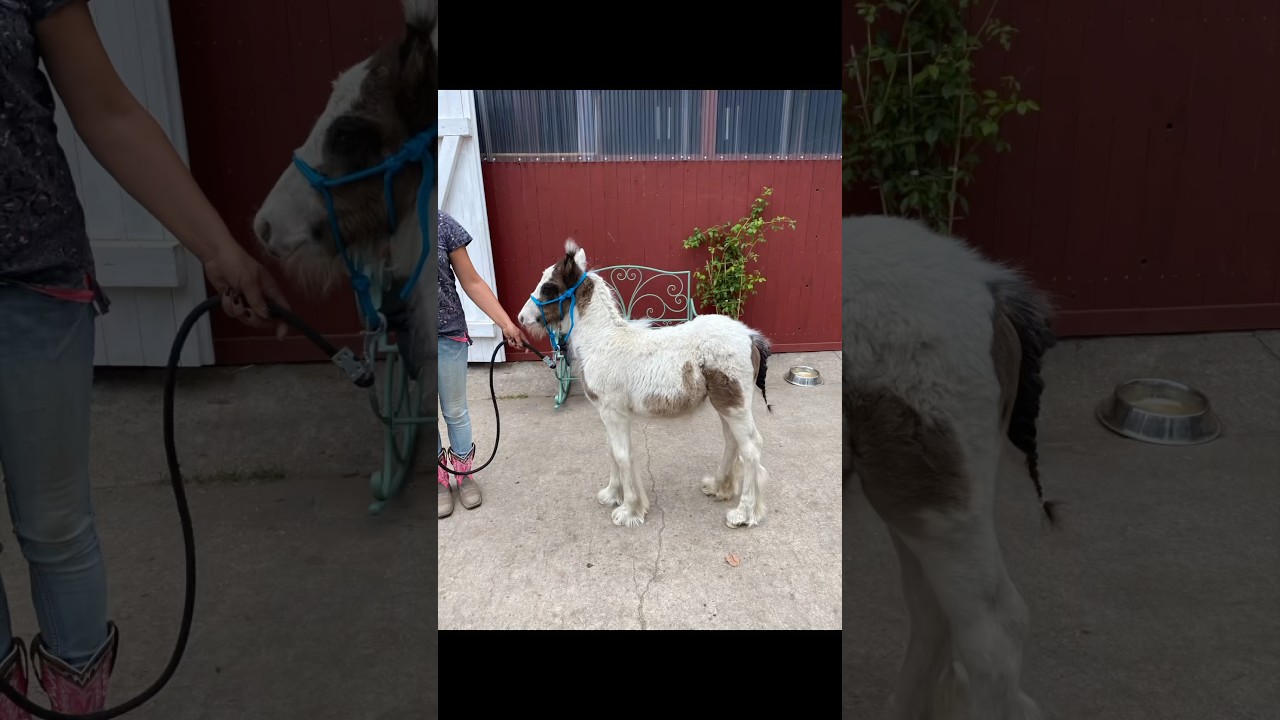 Boji&rsquo;s Baby Pummel Decke Teil 1 #reisegruppeunbeliebt #horse #wildpferd #horsefan
