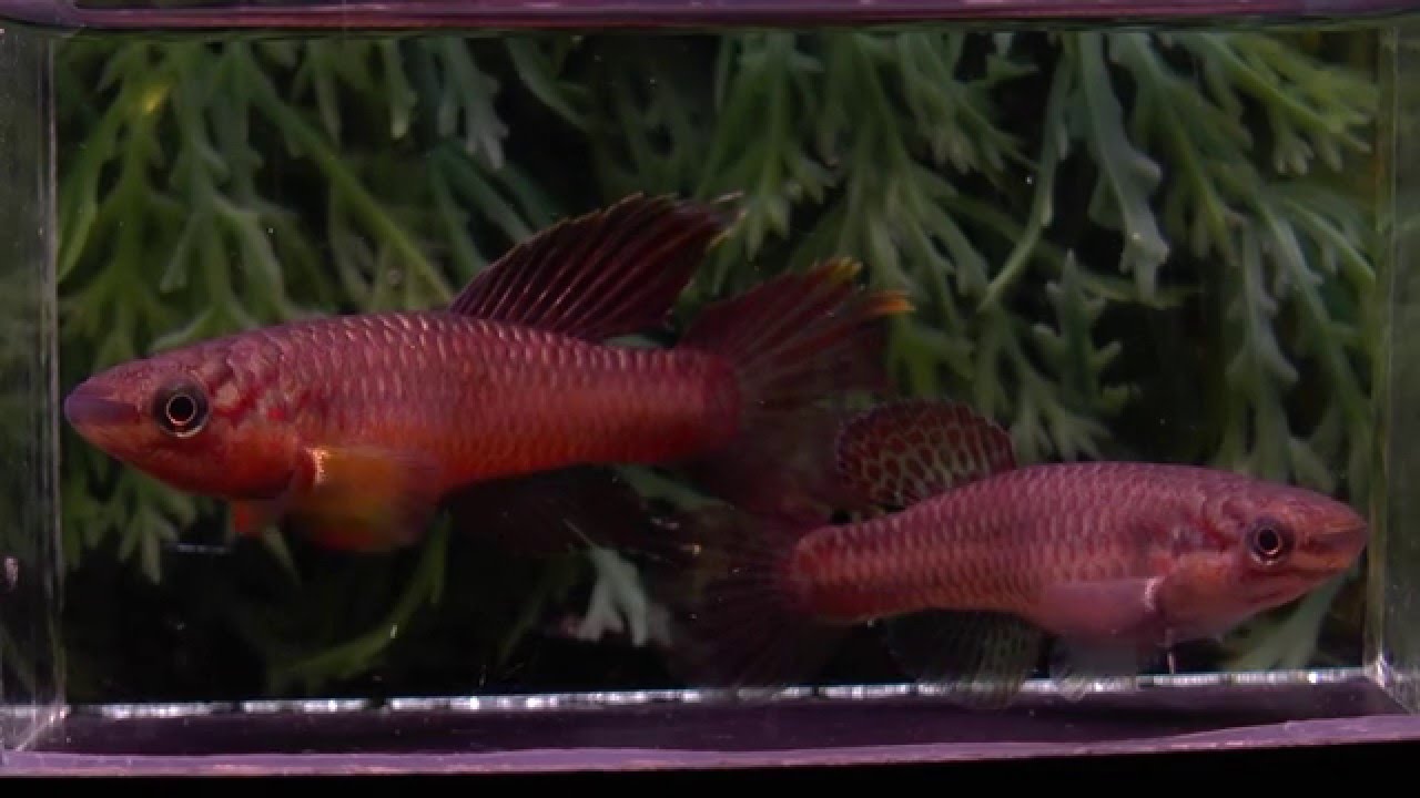 APHYOSEMION CHROMAPHYOSEMION SPLENDOPLEURE MAMBANDA C M M 50