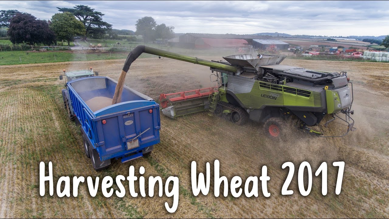 Harvesting Wheat in England 2017 -  4k