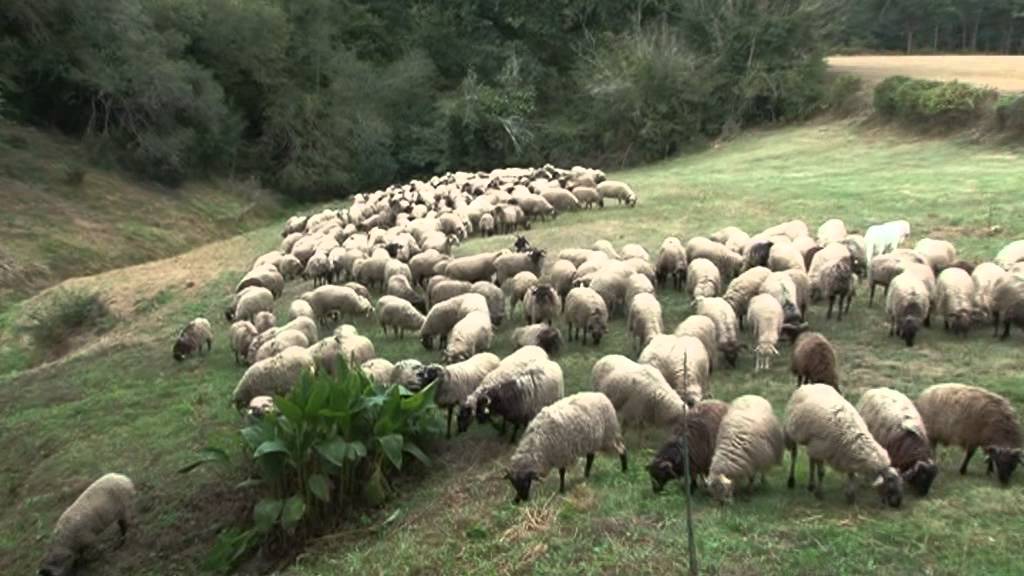 Route de la Transhumance - Etape de Saint-Justin (40)