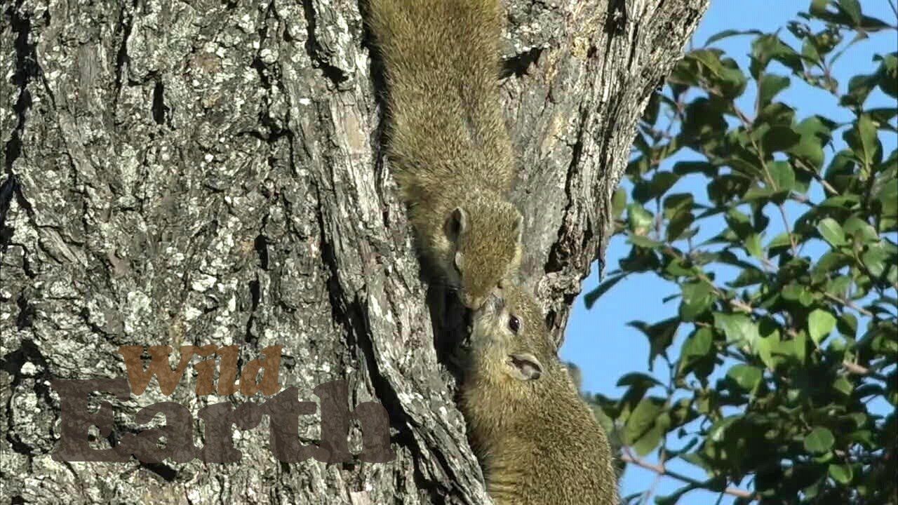 A Squirrel Pamper Party