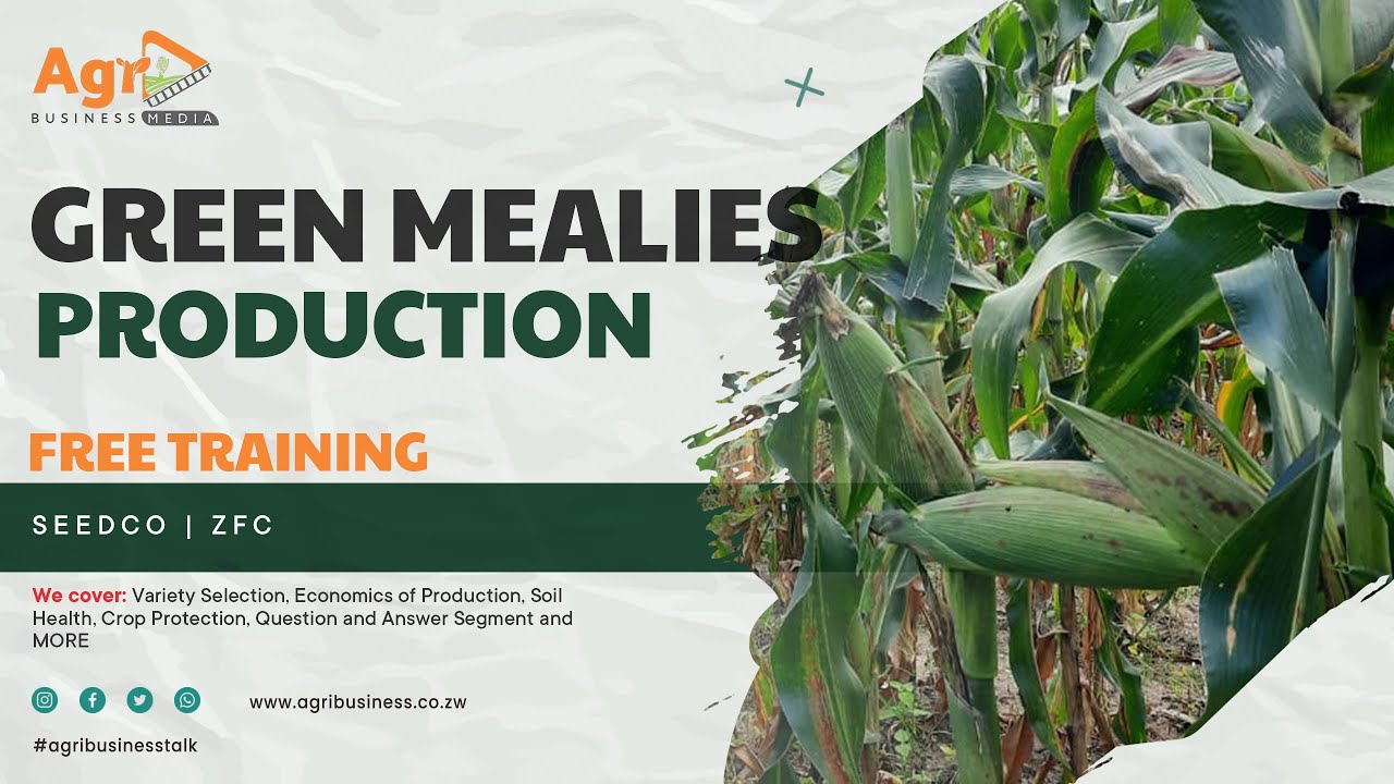 Mastering Green Mealie Production: Free Training