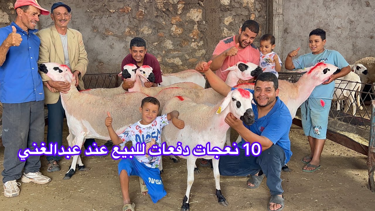 🚨الله يبارك 10 نعجات دفعات كاملين للبيع عند الاخ عبدالغني