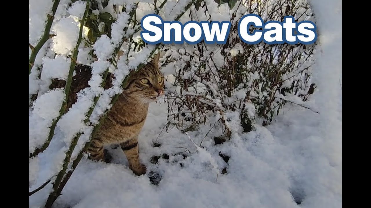 Кошки в заснеженном саду ❄️🐈