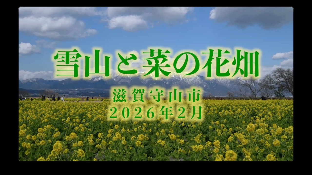 雪山と琵琶湖畔の菜の花畑　第一なぎさ公園　2026年2月